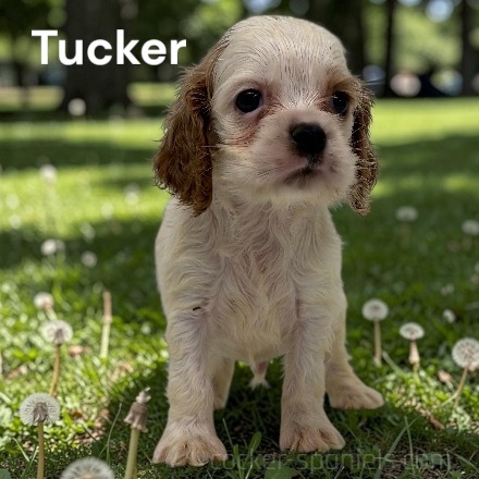 puppy, for, sale, Cocker Spaniel, Joe & Cherri  Overlease, dog, breeder, Miller, MO, dog-breeder, puppy-for-sale, forsale, nearby, find, puppyfind, locator, puppylocator, aca